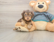 7 week old Yorkie Poo Puppy For Sale - Simply Southern Pups