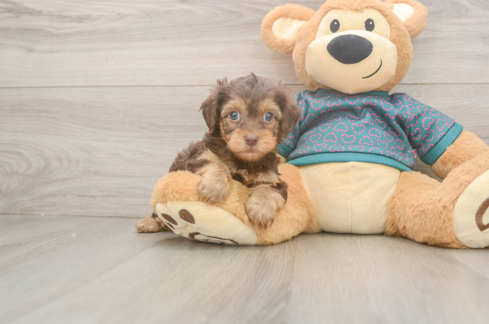 6 week old Yorkie Poo Puppy For Sale - Simply Southern Pups