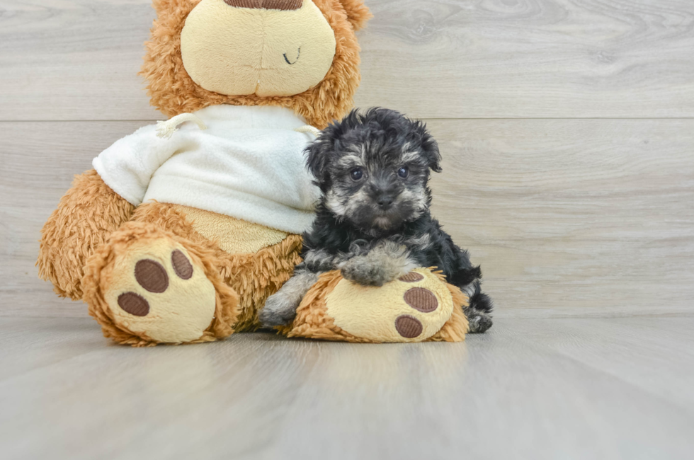 6 week old Yorkie Poo Puppy For Sale - Simply Southern Pups