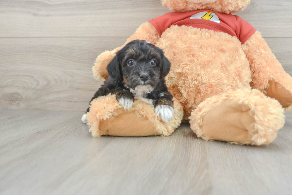 Yorkie Poo Pup Being Cute