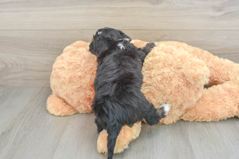 Yorkie Poo Puppy for Adoption