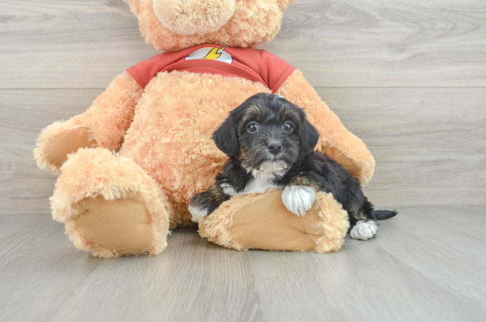 6 week old Yorkie Poo Puppy For Sale - Simply Southern Pups