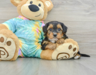 8 week old Yorkie Poo Puppy For Sale - Simply Southern Pups