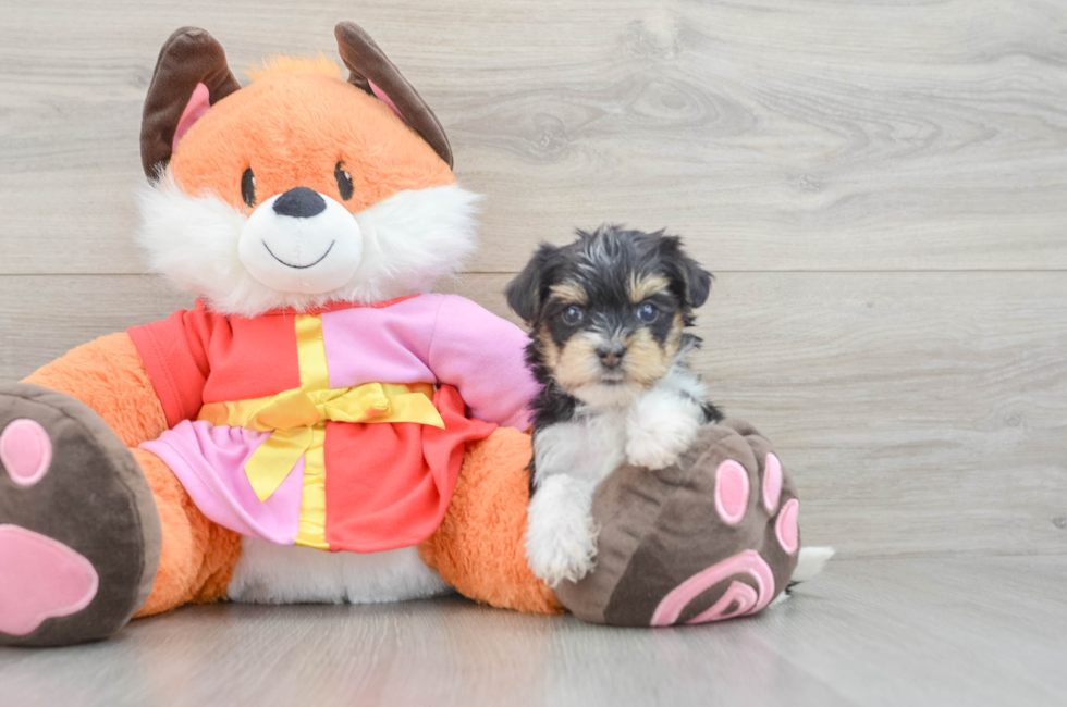 5 week old Yorkie Poo Puppy For Sale - Simply Southern Pups