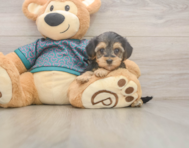 8 week old Yorkie Poo Puppy For Sale - Simply Southern Pups