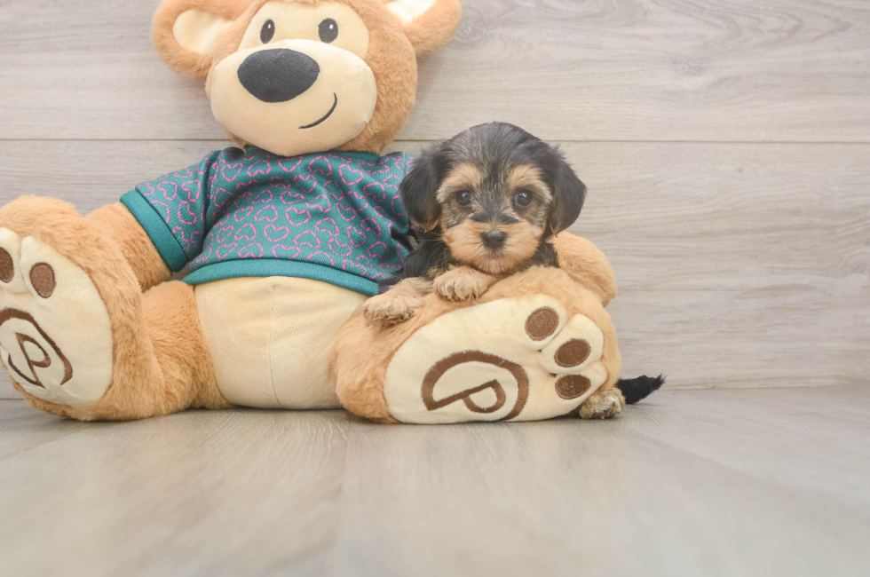 6 week old Yorkie Poo Puppy For Sale - Simply Southern Pups