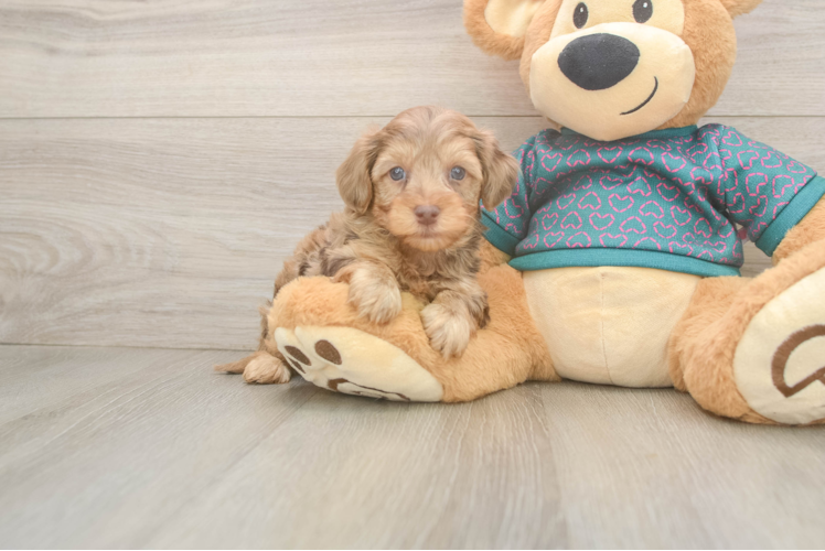 Yorkie Poo Pup Being Cute