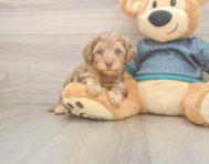 7 week old Yorkie Poo Puppy For Sale - Simply Southern Pups