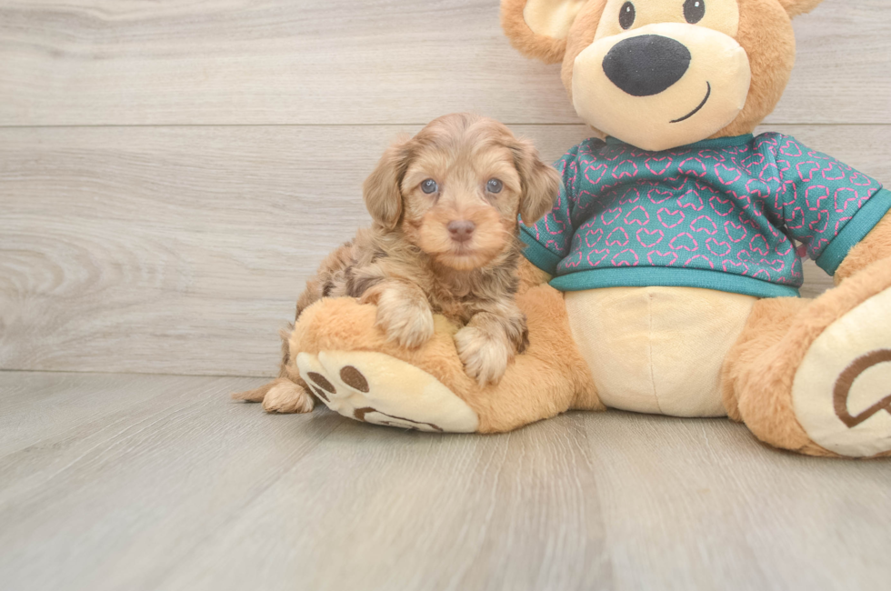6 week old Yorkie Poo Puppy For Sale - Simply Southern Pups