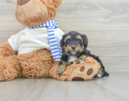 7 week old Yorkie Poo Puppy For Sale - Simply Southern Pups