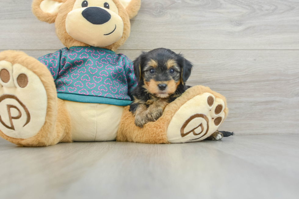 Yorkie Poo Pup Being Cute