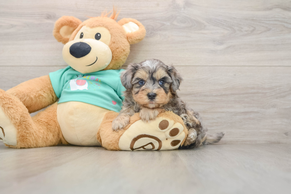 Petite Yorkie Poo Poodle Mix Pup