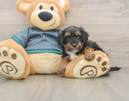7 week old Yorkie Poo Puppy For Sale - Simply Southern Pups