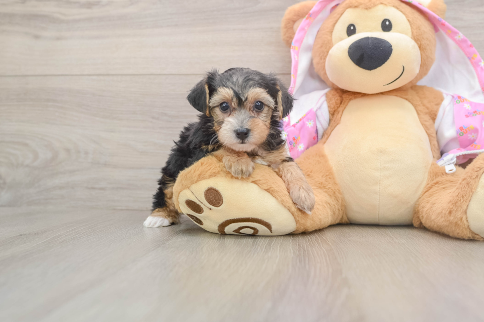 Funny Yorkie Poo Poodle Mix Pup