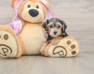 7 week old Yorkie Poo Puppy For Sale - Simply Southern Pups
