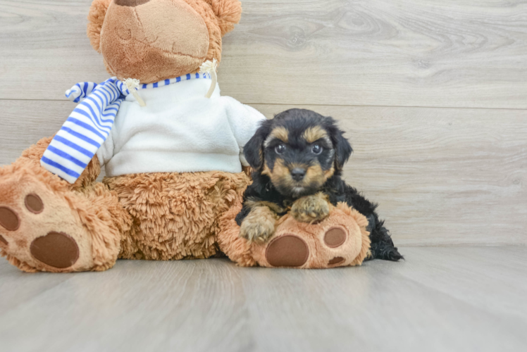 Yorkie Poo Pup Being Cute