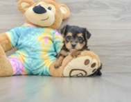 6 week old Yorkie Poo Puppy For Sale - Simply Southern Pups