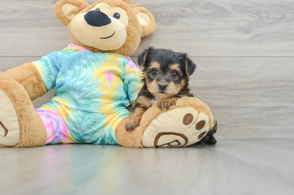 6 week old Yorkie Poo Puppy For Sale - Simply Southern Pups