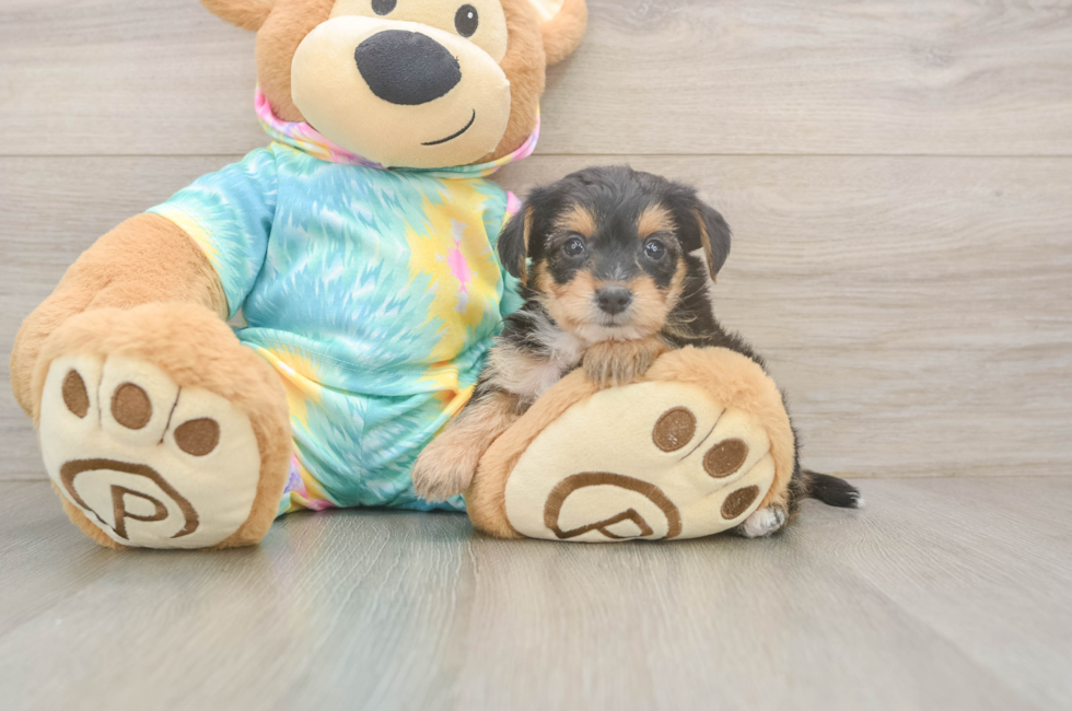 5 week old Yorkie Poo Puppy For Sale - Simply Southern Pups