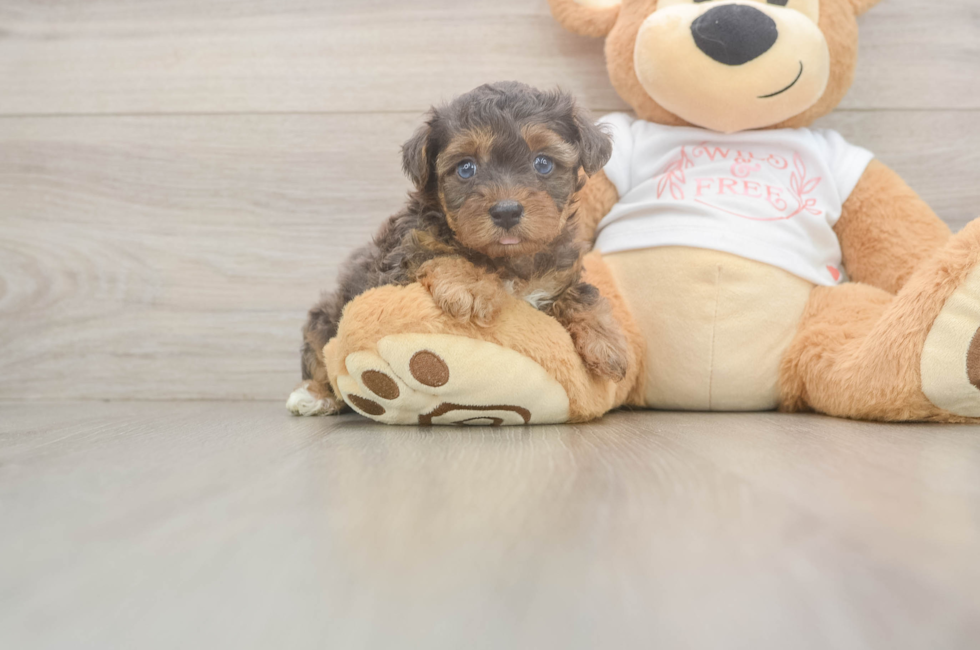 5 week old Yorkie Poo Puppy For Sale - Simply Southern Pups