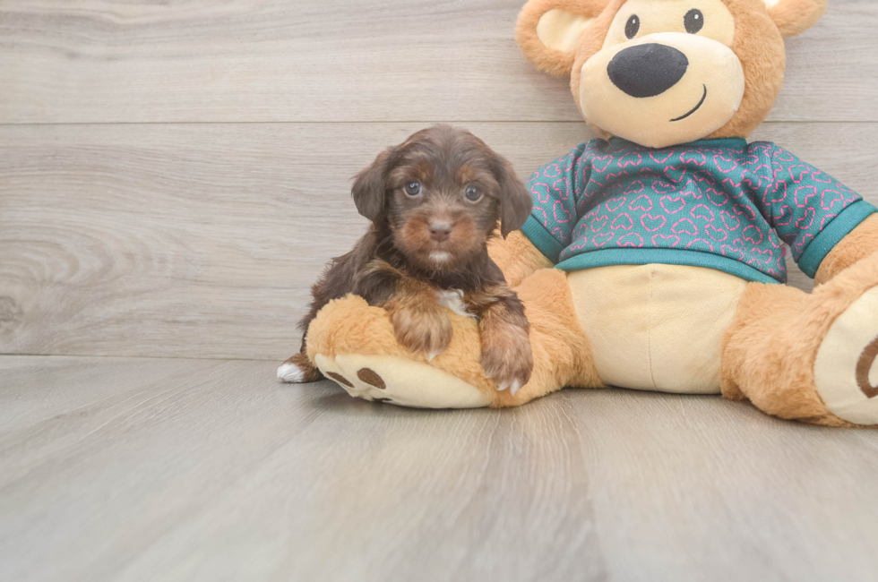 5 week old Yorkie Poo Puppy For Sale - Simply Southern Pups