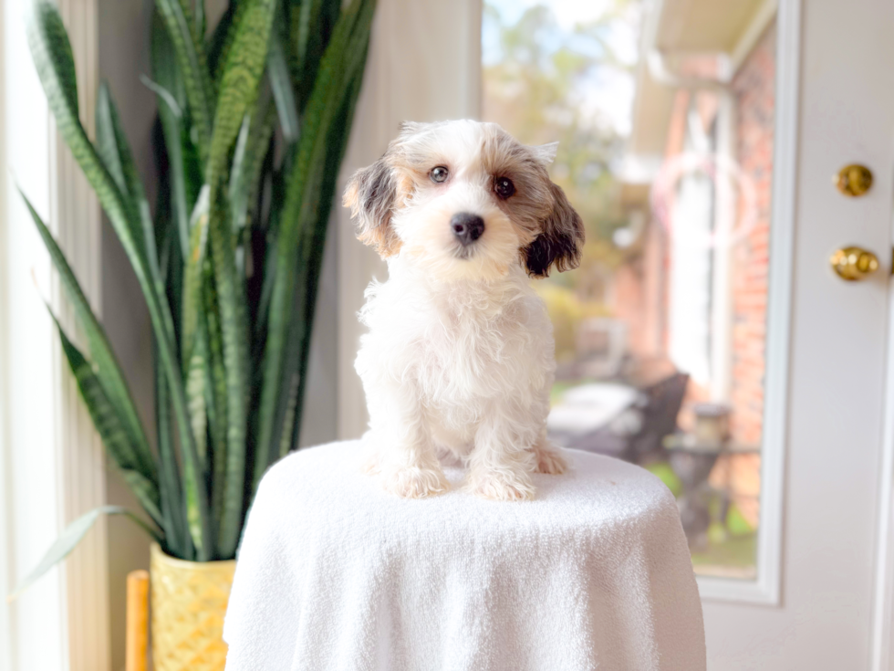 Yorkie Poo Pup Being Cute