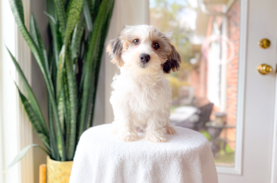 Yorkie Poo Pup Being Cute