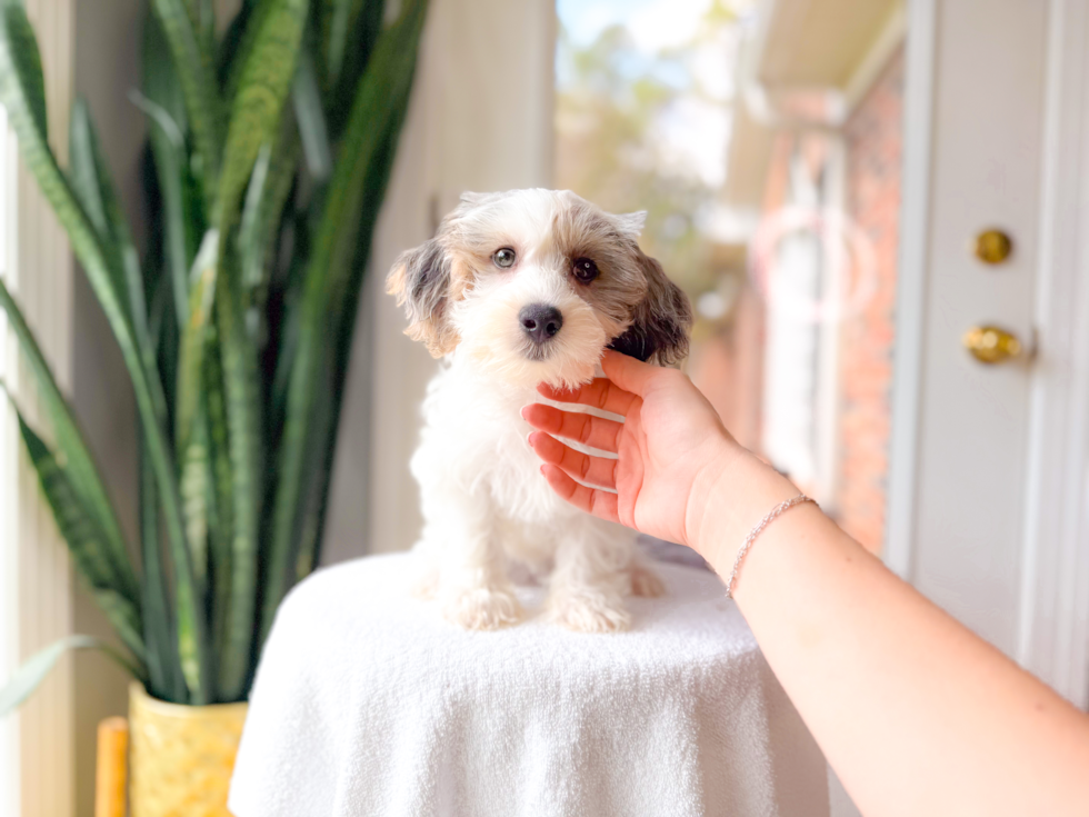 Yorkie Poo Pup Being Cute