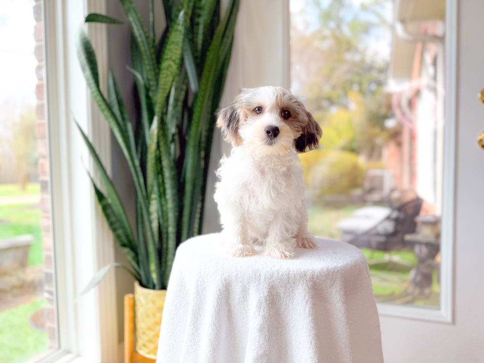 Cute Yorkie Poo Baby