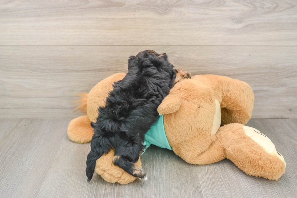 Yorkie Poo Puppy for Adoption