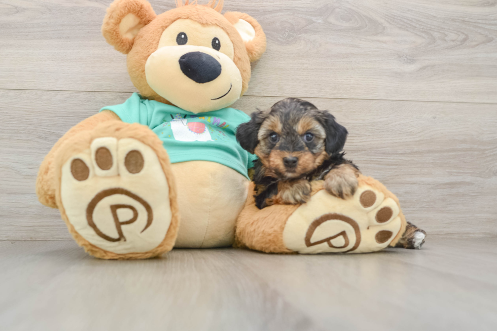 Yorkie Poo Pup Being Cute