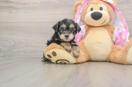 Sweet Yorkie Poo Baby