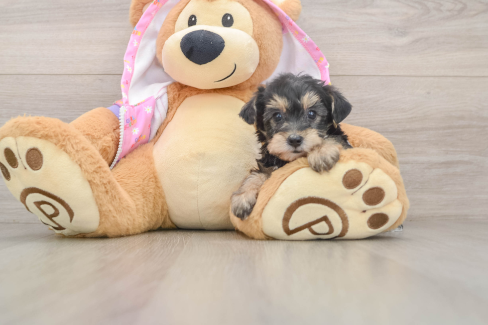 Happy Yorkie Poo Baby
