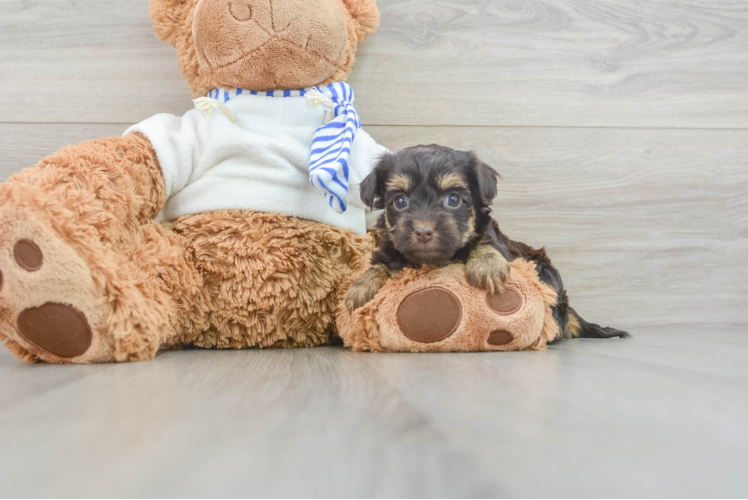 Yorkie Poo Pup Being Cute