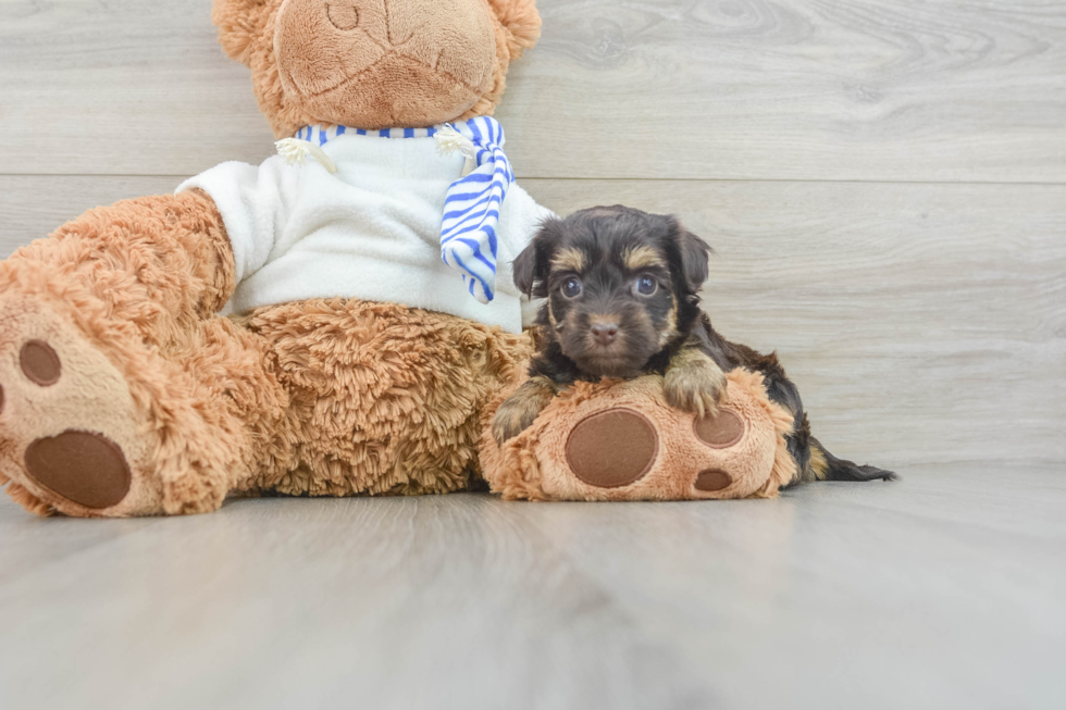 Yorkie Poo Pup Being Cute