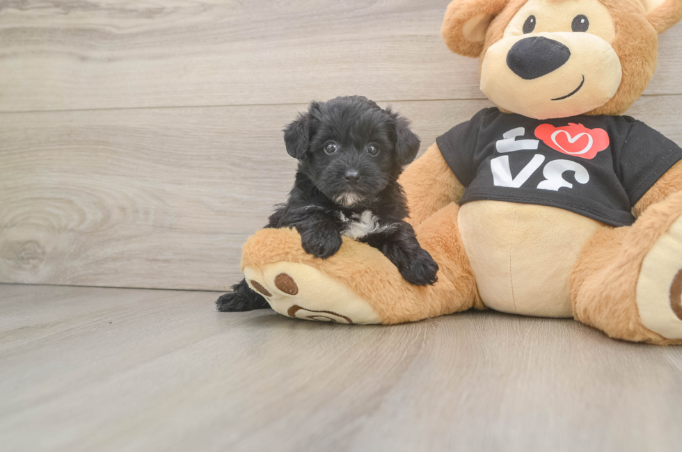 5 week old Yorkie Poo Puppy For Sale - Simply Southern Pups