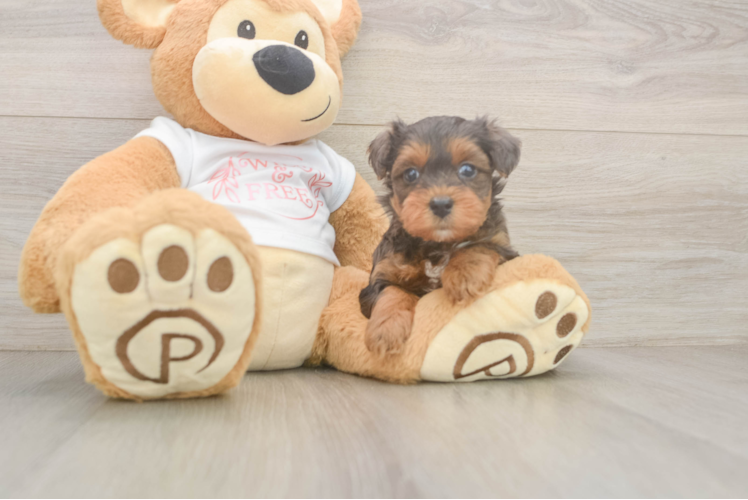Popular Yorkie Poo Poodle Mix Pup