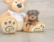 8 week old Yorkie Poo Puppy For Sale - Simply Southern Pups