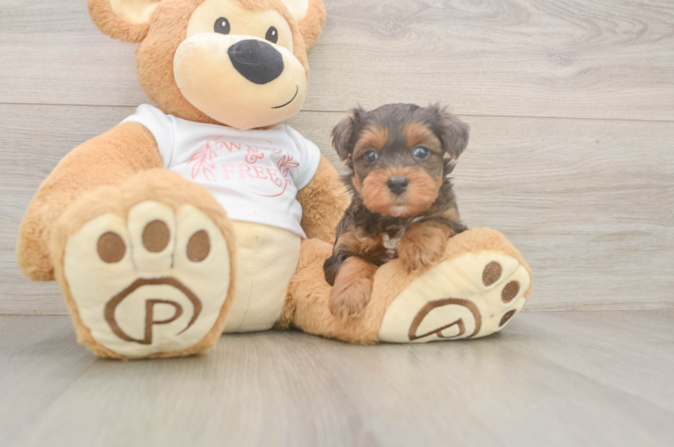 5 week old Yorkie Poo Puppy For Sale - Simply Southern Pups