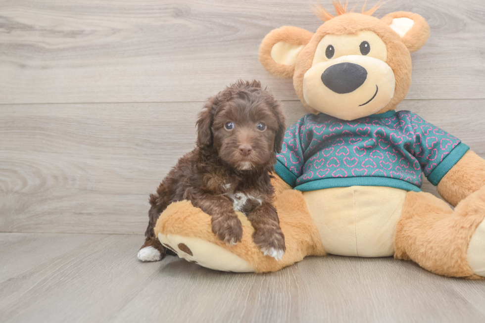 Yorkie Poo Puppy for Adoption