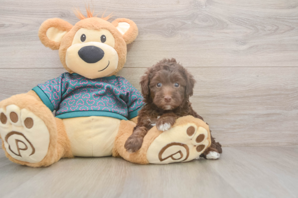 5 week old Yorkie Poo Puppy For Sale - Simply Southern Pups