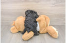 Yorkie Poo Puppy for Adoption