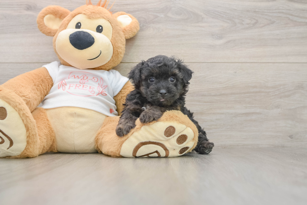 Hypoallergenic Yorkie Doodle Poodle Mix Puppy