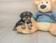 7 week old Yorkie Poo Puppy For Sale - Simply Southern Pups