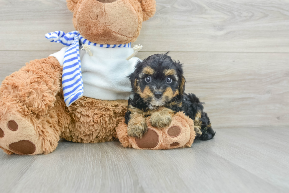 Best Yorkie Poo Baby