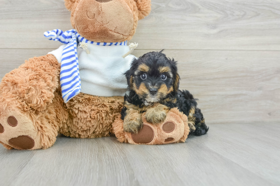 7 week old Yorkie Poo Puppy For Sale - Simply Southern Pups