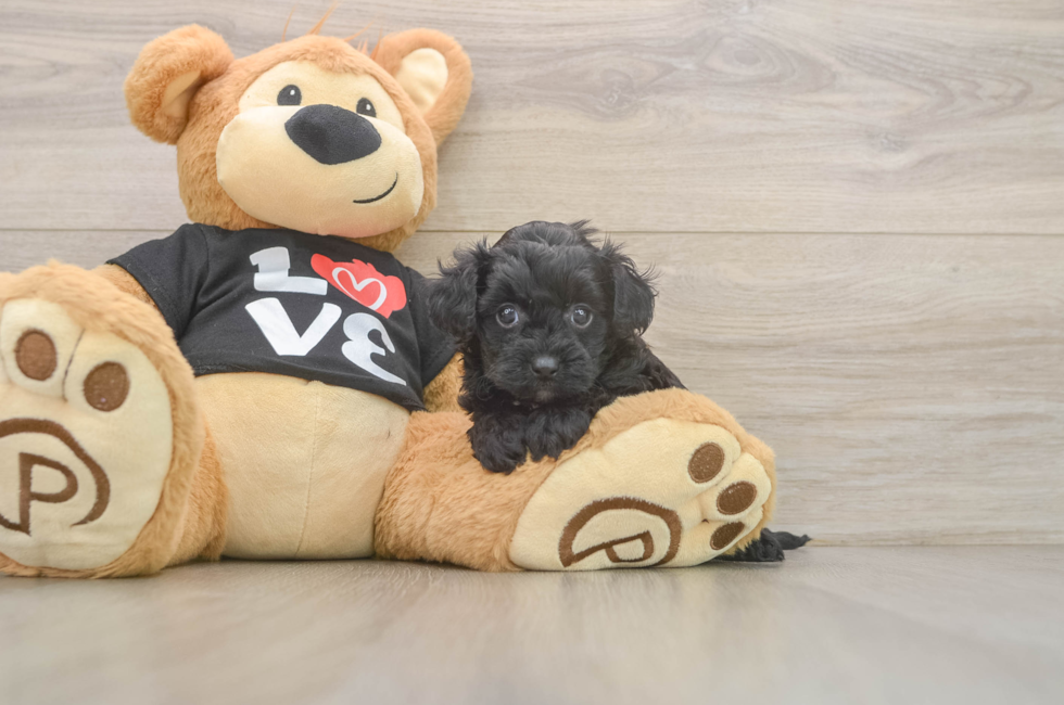 5 week old Yorkie Poo Puppy For Sale - Simply Southern Pups