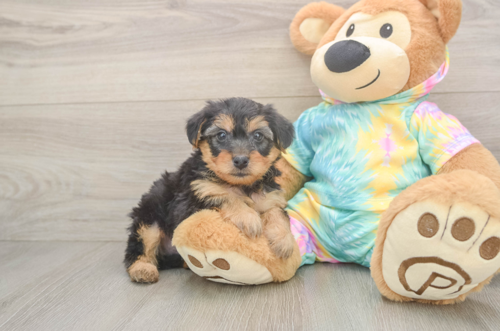5 week old Yorkie Poo Puppy For Sale - Simply Southern Pups