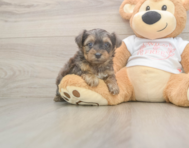 7 week old Yorkie Poo Puppy For Sale - Simply Southern Pups