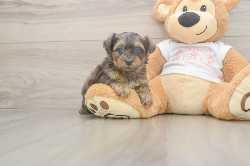 5 week old Yorkie Poo Puppy For Sale - Simply Southern Pups
